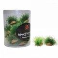 HUGO KAMISHI FOREGROUND PLANTS 1 TUB OF 20